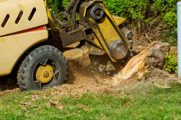 The Steps Involved in Our Tree Care Process in Salem, OR